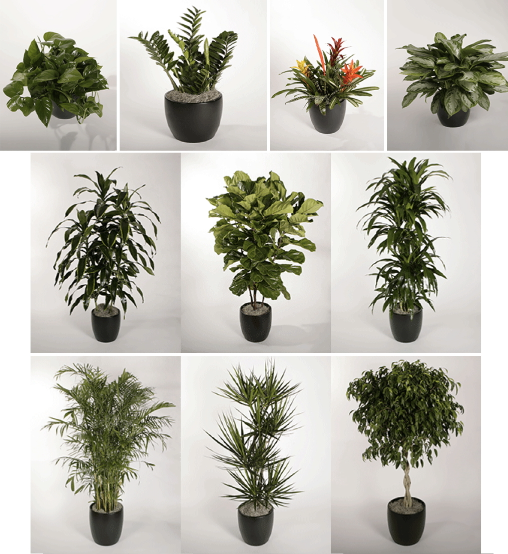 Deluxe Tropical Plant Package