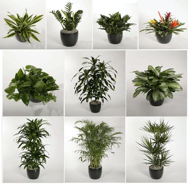 Starter Tropical Plant Package